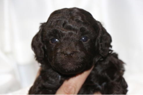 成約済の千葉県のトイプードル-65502の2枚目