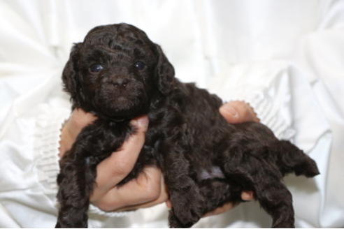 成約済の千葉県のトイプードル-65502の1枚目