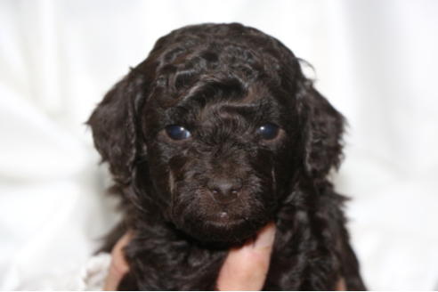 成約済の千葉県のトイプードル-65505の2枚目