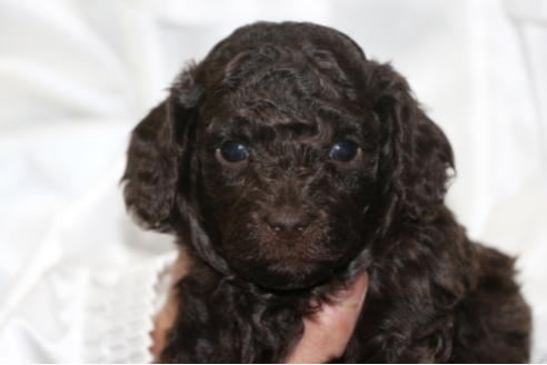 成約済の千葉県のトイプードル-65506の12枚目