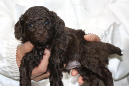 成約済の千葉県のトイプードル-65506の11枚目