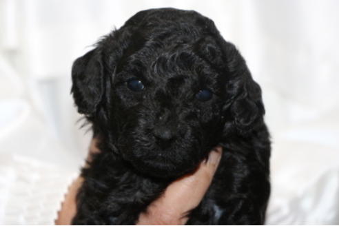 成約済の千葉県のトイプードル-65507の1枚目