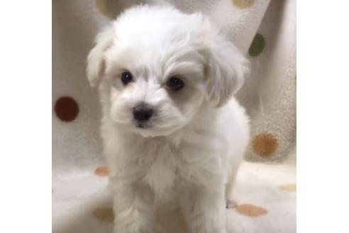 成約済の岐阜県のミックス犬-65522の1枚目