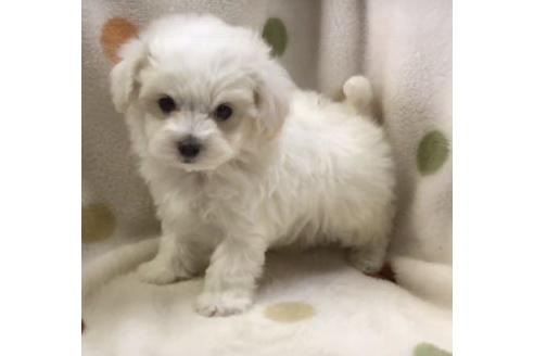 成約済の岐阜県のミックス犬-65522の3枚目