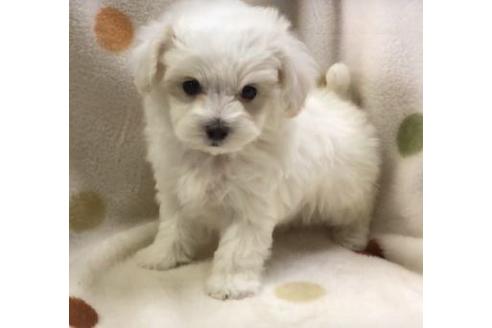 成約済の岐阜県のミックス犬-65522の2枚目