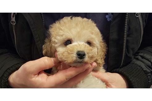成約済の大阪府のマルプー:マルチーズ×トイプードル-65530の1枚目