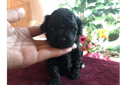 成約済の愛媛県のトイプードル-65541の4枚目