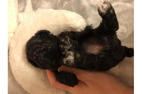 成約済の愛媛県のトイプードル-65541の3枚目