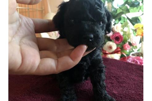 成約済の愛媛県のトイプードル-65541の2枚目