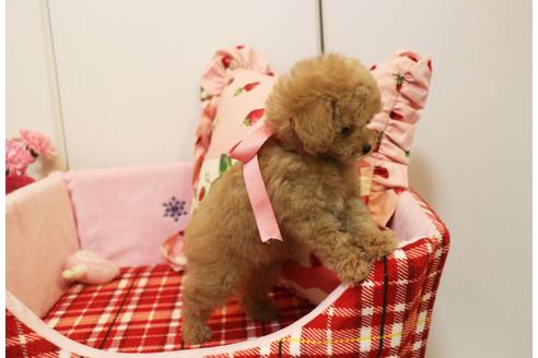成約済の徳島県のトイプードル-65582の3枚目