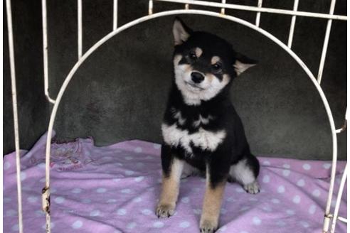 成約済の山梨県の柴犬-65610