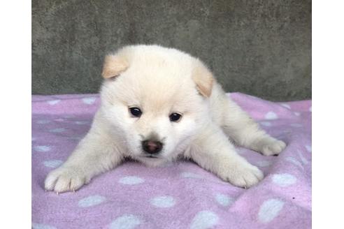 成約済の山梨県の柴犬-65613の1枚目