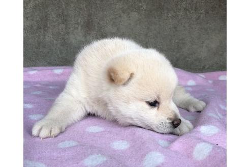 成約済の山梨県の柴犬-65613の2枚目