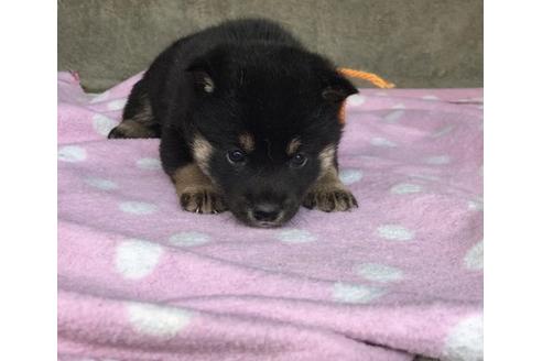 成約済の山梨県の柴犬-65614の1枚目
