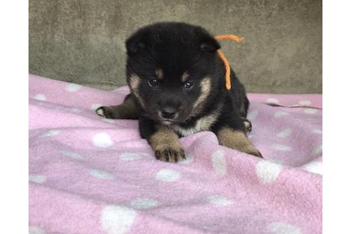 成約済の山梨県の柴犬-65614の4枚目