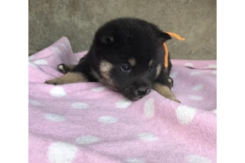 成約済の山梨県の柴犬-65614の3枚目