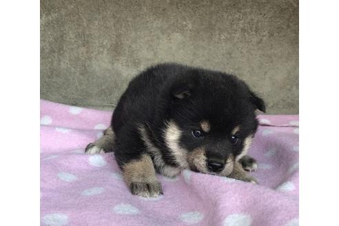 成約済の山梨県の柴犬-65616の3枚目