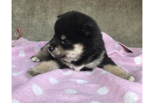 成約済の山梨県の柴犬-65616の2枚目