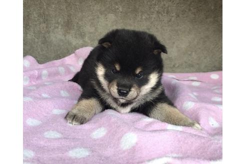 成約済の山梨県の柴犬-65616の1枚目