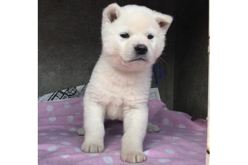 成約済の山梨県の紀州犬-65619の1枚目