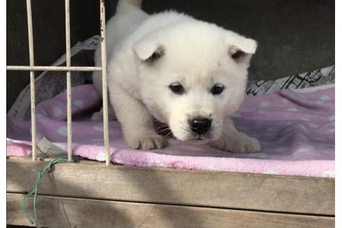 成約済の山梨県の紀州犬-65620