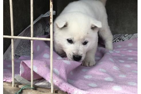 成約済の山梨県の紀州犬-65620の3枚目