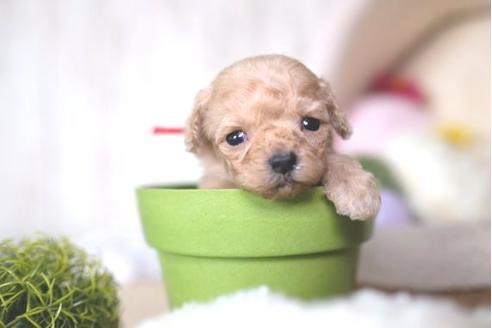 成約済の滋賀県のトイプードル-65603の1枚目