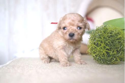 成約済の滋賀県のトイプードル-65603の2枚目