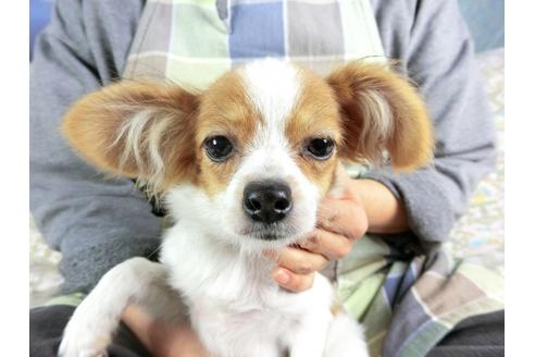 成約済の千葉県のパピヨン-57249の1枚目