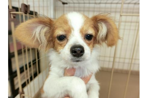 成約済の千葉県のパピヨン-57249の4枚目