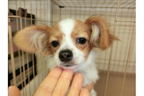 成約済の千葉県のパピヨン-57249の3枚目