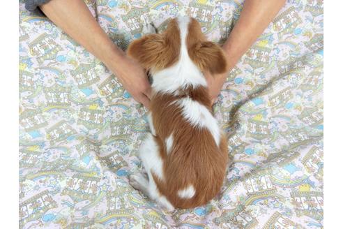 成約済の千葉県のパピヨン-57249の2枚目