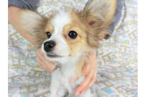 成約済の千葉県のパピヨン-59077の1枚目