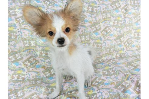 成約済の千葉県のパピヨン-59077の3枚目