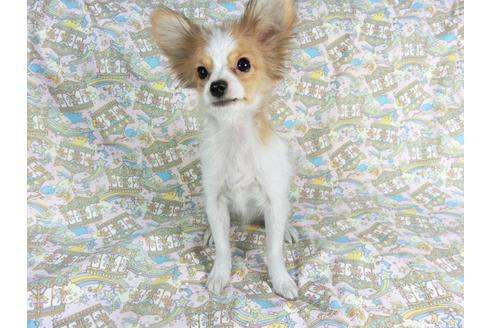 成約済の千葉県のパピヨン-59077の2枚目