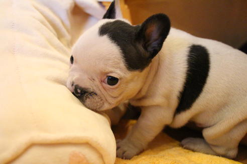 成約済の愛知県のフレンチブルドッグ-63625の11枚目