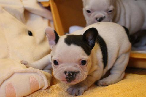 成約済の愛知県のフレンチブルドッグ-63625の10枚目