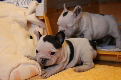 成約済の愛知県のフレンチブルドッグ-63625の9枚目