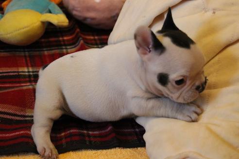 成約済の愛知県のフレンチブルドッグ-63625の8枚目