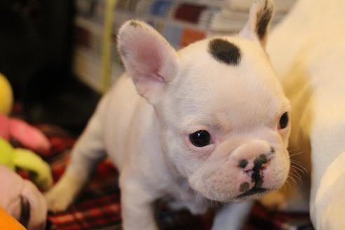 成約済の愛知県のフレンチブルドッグ-63623の14枚目