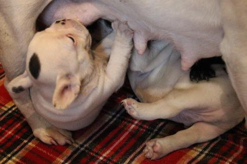 成約済の愛知県のフレンチブルドッグ-63623の13枚目