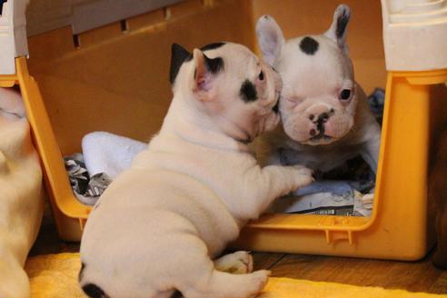 成約済の愛知県のフレンチブルドッグ-63623の12枚目