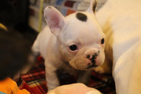 成約済の愛知県のフレンチブルドッグ-63623の10枚目