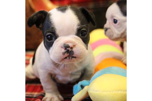 成約済の愛知県のフレンチブルドッグ-63622の15枚目