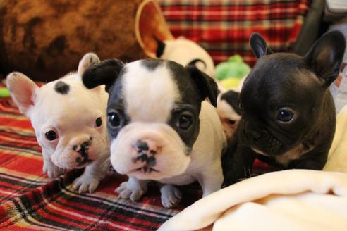 成約済の愛知県のフレンチブルドッグ-63622の14枚目