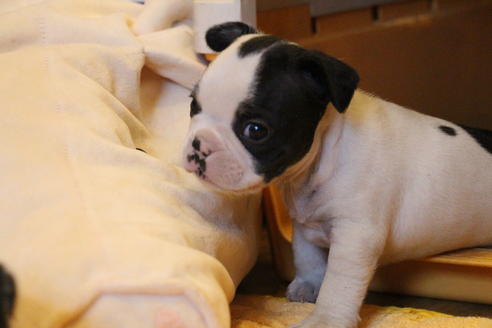 成約済の愛知県のフレンチブルドッグ-63622の13枚目