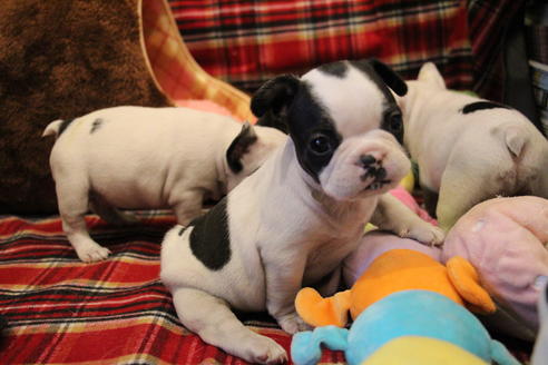 成約済の愛知県のフレンチブルドッグ-63622の12枚目