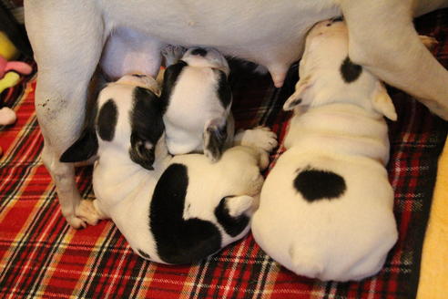 成約済の愛知県のフレンチブルドッグ-63622の11枚目