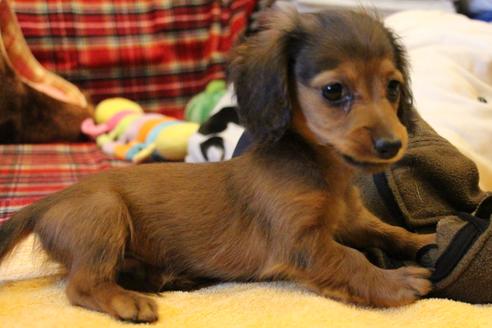 成約済の愛知県のカニンヘンダックスフンド(ロングヘアード)-62633