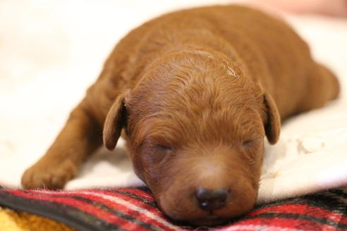 成約済の愛知県のトイプードル-65662の19枚目